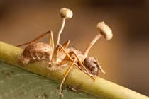 Phát hoảng loài ký sinh trùng biến vật chủ thành xác sống