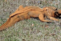 Kỳ lạ cá sấu chuyển mầu vì môi trường