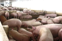 Tuyên bố giảm giá mà thịt lợn tại chợ, siêu thị vẫn quá đắt, ai đang hưởng lợi?