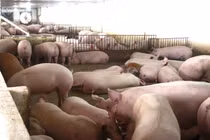 Tuyên bố giảm giá mà thịt lợn tại chợ, siêu thị vẫn quá đắt, ai đang hưởng lợi?