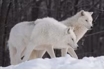 Những điều không thể tin nổi về loài chó sói Bắc Cực