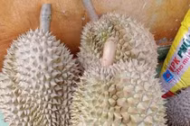 Nhận biết sầu riêng rụng và sầu riêng bị 'ép' chín 