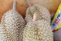 Nhận biết sầu riêng rụng và sầu riêng bị 'ép' chín 