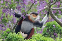 Voọc ngũ sắc Sơn Trà đẹp khó cưỡng qua ống kính phó nháy Singapore