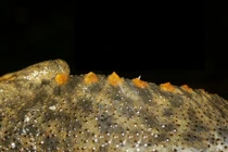 Kỳ lạ loài vật duy nhất dùng xương sườn làm vũ khí