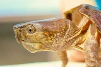 Loài rùa kỳ quái nhất Việt Nam: Chớ dại đến gần kẻo “gặp họa” 