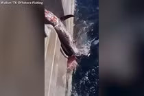 Video: Ngư dân chiến đấu với cá mập để giành cá kiếm