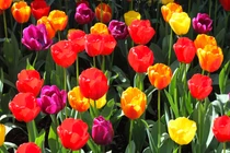 3 con giáp tháng 6 làm ăn thuận lợi, tháng 7 nhân duyên đơm hoa