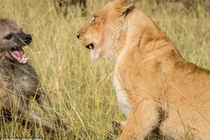 Linh cẩu cả gan cướp mồi của sư tử 