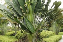 3 cây trồng trước nhà dễ gặp họa, chuyển ra sau con cháu hưởng phúc 