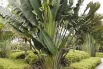 3 cây trồng trước nhà dễ gặp họa, chuyển ra sau con cháu hưởng phúc 