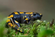 Tận mục những loài lưỡng cư có đuôi độc đáo nhất quả đất