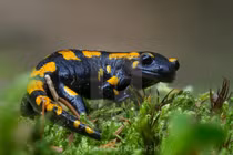 Tận mục những loài lưỡng cư có đuôi độc đáo nhất quả đất