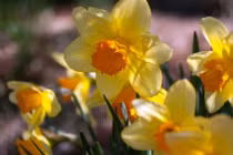 Nhân hậu hiền lành, 3 con giáp gặp may, cuộc đời viên mãn