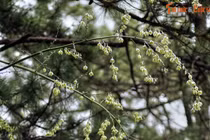 Xem loài cây chục năm nở hoa một lần bung chi chít ở Đà Lạt