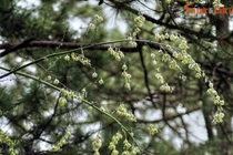 Xem loài cây chục năm nở hoa một lần bung chi chít ở Đà Lạt