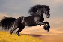 5 con giáp cực đa nghi, Tào Tháo cũng phải chào thua