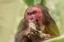 Loài khỉ nổi tiếng nhất châu Á: Có loài nhìn như sư tử