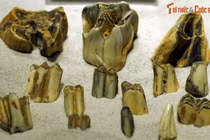 Hóa thạch quý hơn vàng của các loài thú cổ sống ở Việt Nam