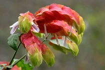 Sự thật đáng kinh ngạc về nguồn gốc các cây cảnh nổi tiếng (2)