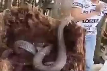 Video: Hàng chục rắn hổ mang chúa lúc nhúc trong thân dừa mục