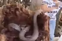 Video: Hàng chục rắn hổ mang chúa lúc nhúc trong thân dừa mục