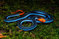 Top 10 câu nói nổi tiếng, đáng suy ngẫm liên quan đến loài rắn