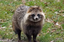 Điểm mặt những loài chó hoang dã nổi tiếng nhất thế giới 