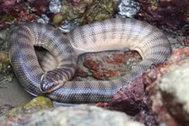 Điểm danh những loài rắn biển có nọc độc cực mạnh ở Việt Nam