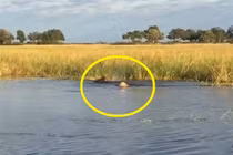 Video: Màn thuỷ chiến ác liệt giữa cá sấu với 2 con sư tử