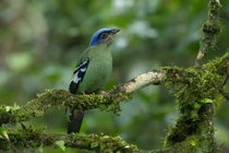 Điểm danh những loài chim hoét hót cực hay ở Việt Nam