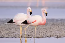 Điểm danh các loài hồng hạc tuyệt đẹp sinh sống trên thế giới