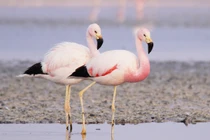 Điểm danh các loài hồng hạc tuyệt đẹp sinh sống trên thế giới