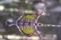 Điểm danh top 10 loài bò sát độc đáo nhất Việt Nam 