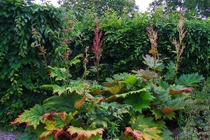 Khám phá thú vị những loài cây cực lạ thuộc họ Rau răm