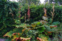 Khám phá thú vị những loài cây cực lạ thuộc họ Rau răm