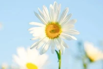 Chòm sao có vẻ ngoài hiền lành nhưng tính cách mạnh mẽ