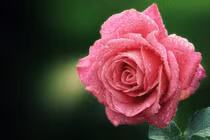 Vàng luôn tỏa sáng: Người sinh ngày Âm này cuối đời vinh hiển 