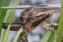 Tròn mắt ngắm top 10 loài côn trùng lớn nhất thế giới