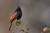 Cận cảnh các loài chim sẻ đồng độc đáo, hiếm có của Việt Nam