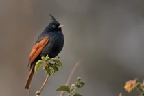 Cận cảnh các loài chim sẻ đồng độc đáo, hiếm có của Việt Nam