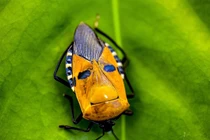 Cận cảnh các loài bọ xít kỳ lạ nhất thế giới