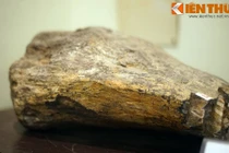 Cận cảnh hóa thạch khủng long thứ thiệt giữa Hà Nội