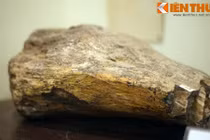 Cận cảnh hóa thạch khủng long thứ thiệt giữa Hà Nội