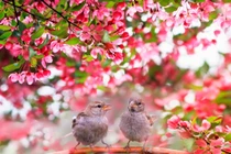 4 con giáp khởi đầu sung túc, sau Tết Nguyên đán đón tài lộc