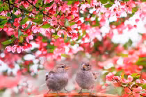 4 con giáp khởi đầu sung túc, sau Tết Nguyên đán đón tài lộc