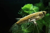 Top loài cá cảnh nước ngọt độc lạ nhất thế giới: Có loài như... rắn