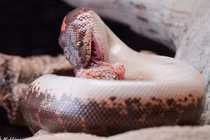 Điểm danh các loài trăn nổi tiếng nhất thế giới (1)