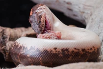 Điểm danh các loài trăn nổi tiếng nhất thế giới (1)