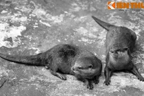 Những giai thoại kỳ bí về tục thờ rái cá của người Việt